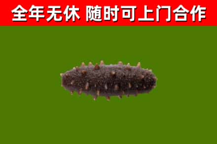 昌江烟酒回收干海参.jpg